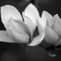 Magnolia blossoms gallery prints for home and office